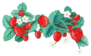 Thivi-strawberries-300